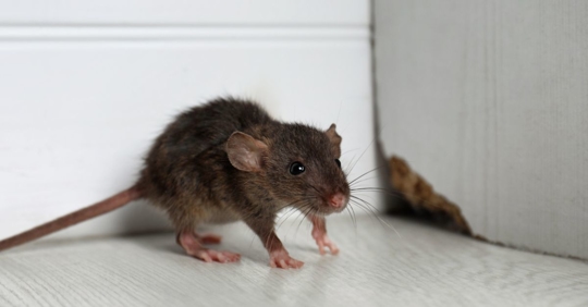 Grey rat near wooden wall on floor.