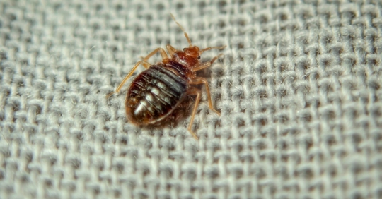 Bed bug