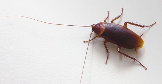 cockroach