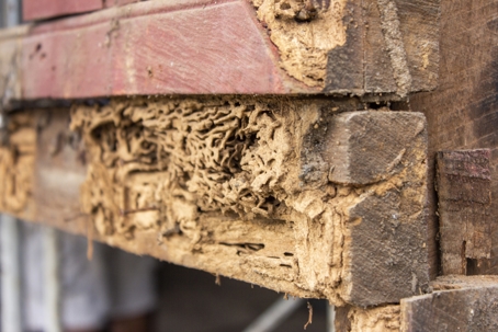 Termite damage on wood