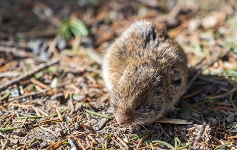 little vole looking for food