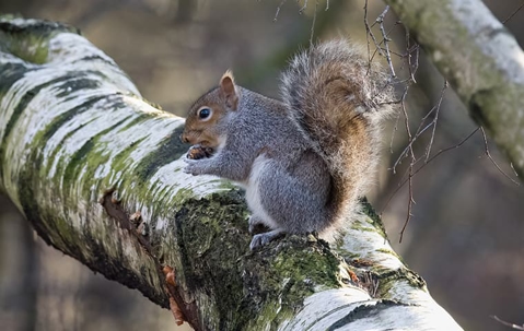 squirrel on a birch tree