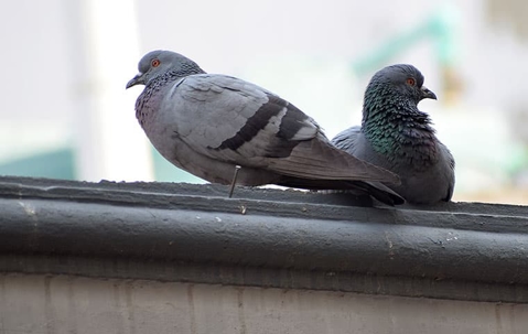 two pigeons on a roof top