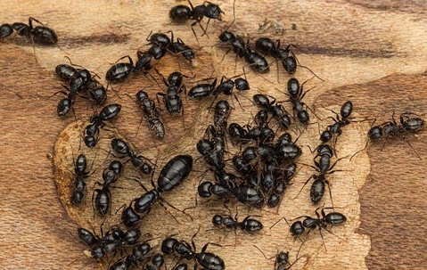 Carpenter ants crawling in wood
