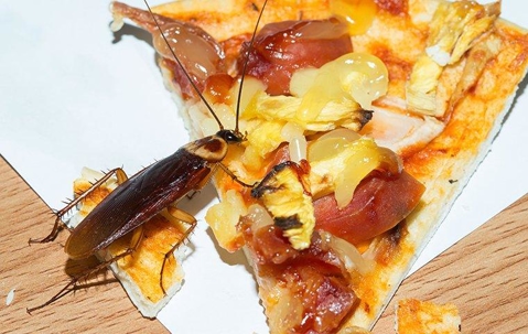 Cockroach eating a slice of pizza