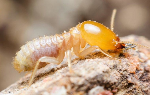 Termite crawling on wood.