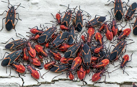 Boxelder bug infestation.