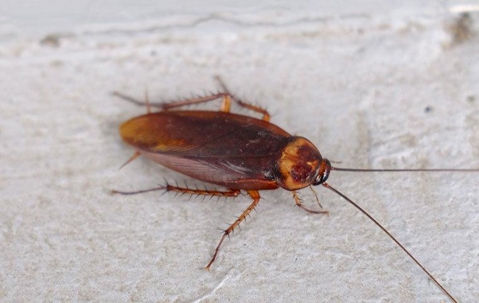 Cockroach crawling in basement walls