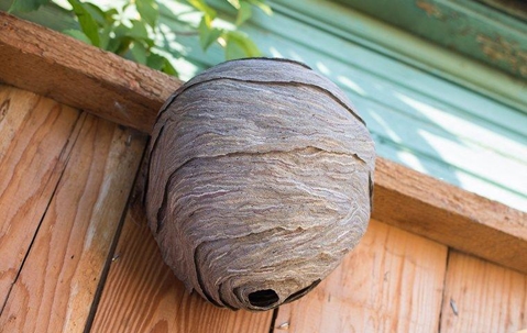 A large hornets nest