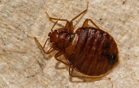 Bed bug on fabric