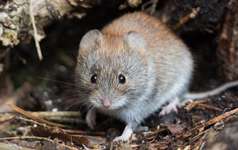 Vole outside a home