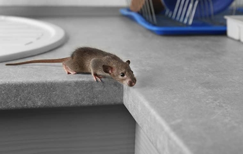 Rodent sniffing on a kitchen counter.