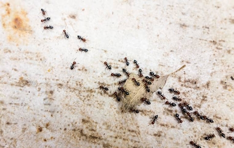 A cluster of pavement ants on a driveway