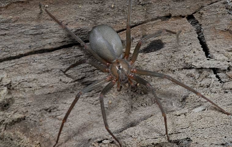 Brown Recluse Spider crawling on a wooden surface.