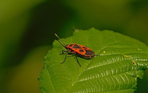 Elm seed bug on leaf