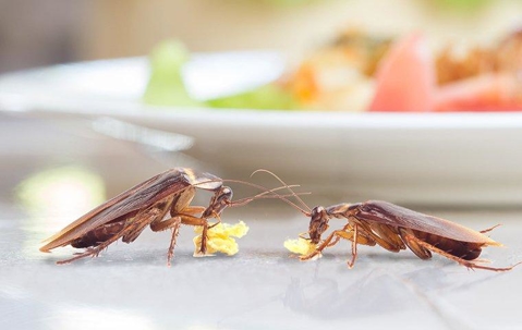 Two large roaches eating scraps off a table near a plate of food.