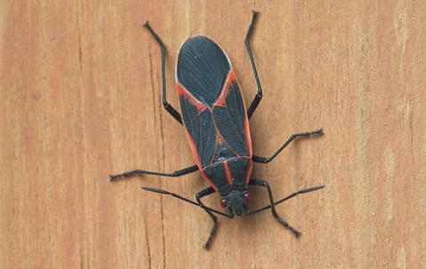 Boxelder Bug crawling on a wooden surface.