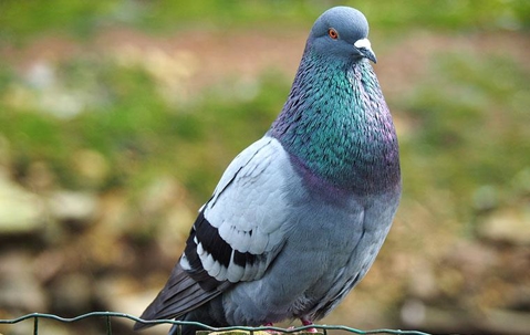 Pigeon on a wire fence in a yard.