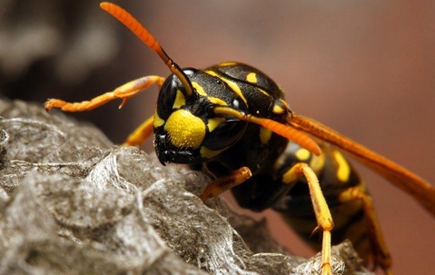 A yellow jacket wasp on her nest