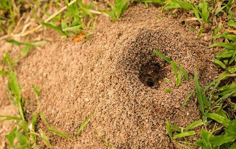 Fire ant hole