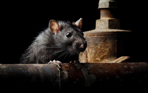 Rat on rusty pipes in the dark.