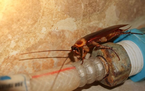 Cockroach crawling on plumbing.