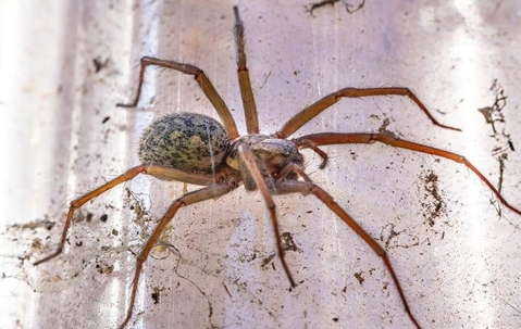 Brown spider crawling on a dirty window.