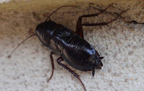 Oriental cockroach crawling in the kitchen