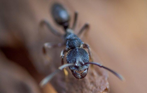 Carpenter Ant crawling on wood.
