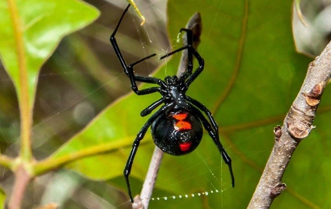 A black widow spider on its web in a garden