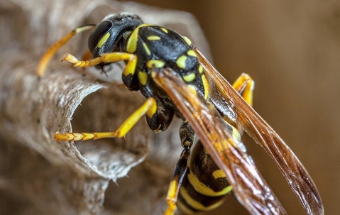 A paper wasp making a nest