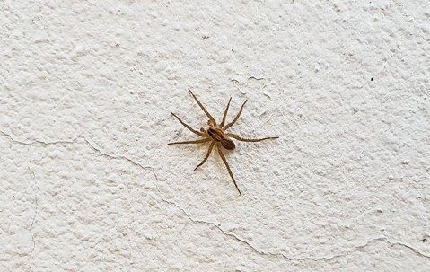 A common house spider crawling on a wall