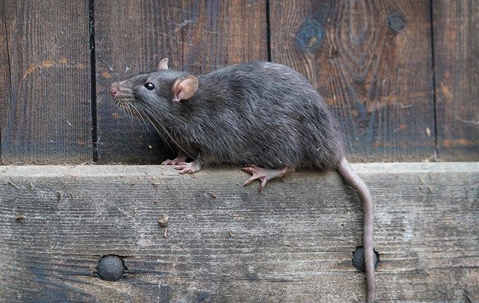 Rat crawling along a wooden fence.