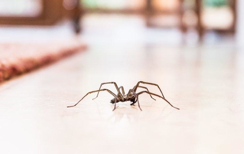 A spider crawling in a home