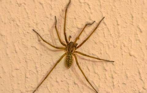 Brown spider crawling on a wall.