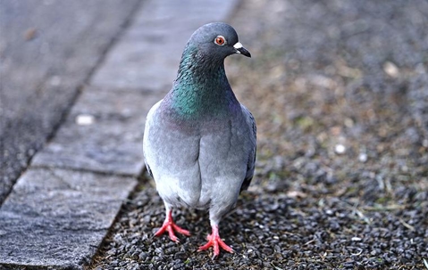 Pigeon walking on a curb.