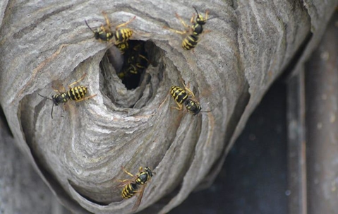Yellow Jacket wasps on their nest.