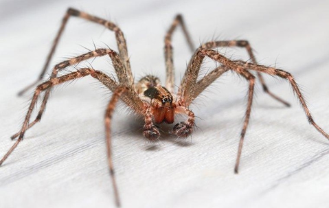 Brown house spider crawling on a wooden surface.
