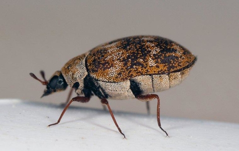 Carpet Beetle crawling on the floor.