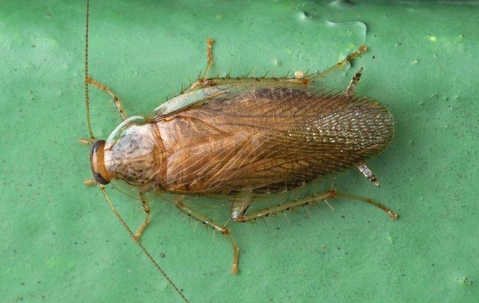 German Cockroach on a leaf.