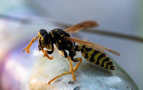 Yellow Jacket in a home.