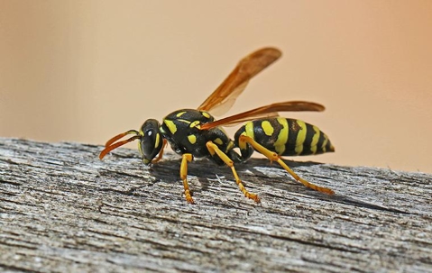 Wasp crawling on a fence post.