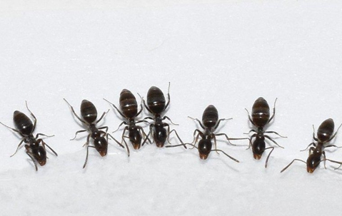 Odorous house ants eating sugar