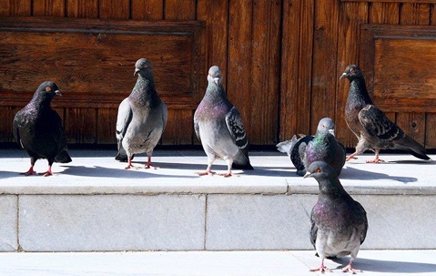 Pigeons at the front step of a house.