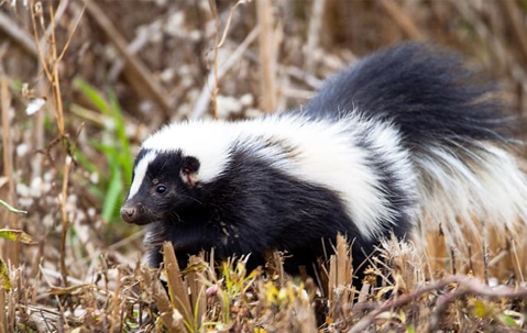 Skunk in a dried grassy area.