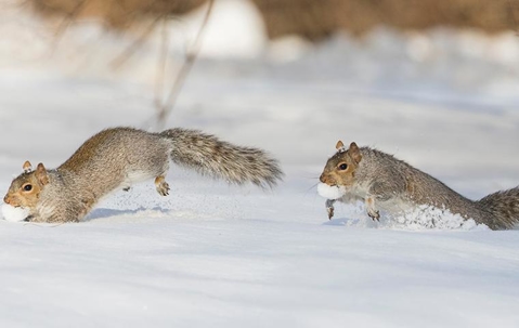 Two squirrels running in snow.