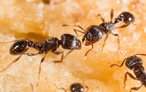 Many pavement ants in a home crawling on fruit