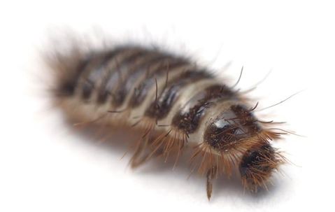 Carpet beetle larvae