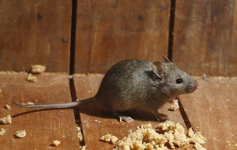 House mouse in home