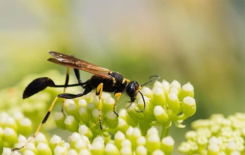 Mud Dauber Wasp on budding flowers.